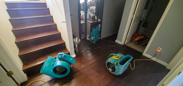 Best Basement water damage restoration  in Temple Terrace, FL