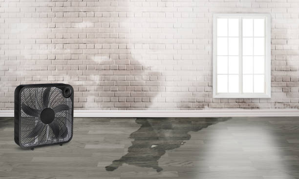 Best Sewage cleanup and water damage restoration  in Temple Terrace, FL