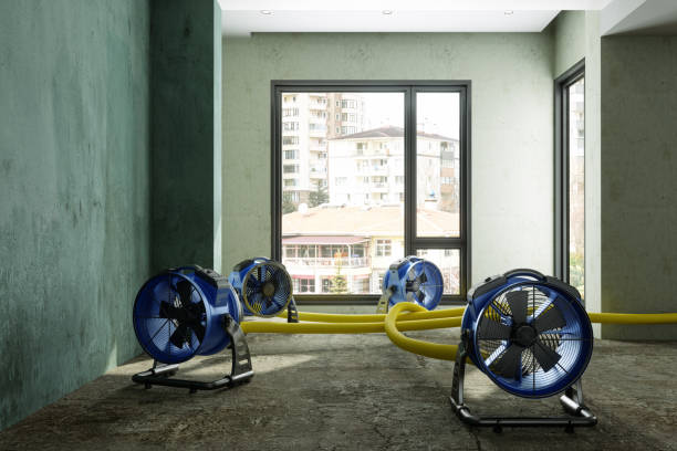 Best Water damage cleanup near me  in Temple Terrace, FL