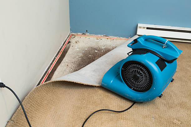 Best Local water damage restoration  in Temple Terrace, FL